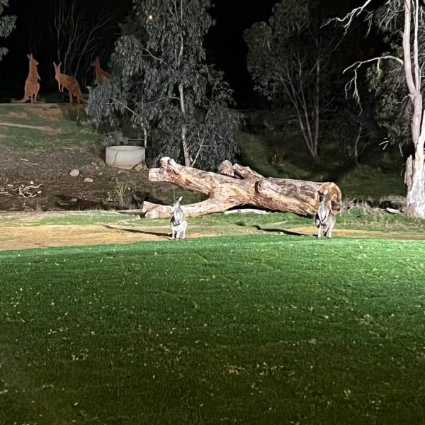 Kangaroos on the club grounds at night