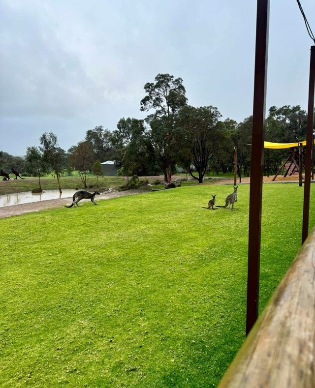 Kangaroos grazing on green lawn near outdoor seating area